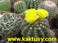 Notocactus linkii  20s/5