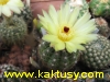 Notocactus linkii v. buenekeri 15s/5