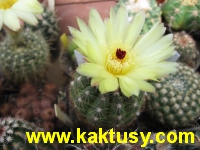 Notocactus linkii v. buenekeri 15s/5