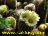 Notocactus mammulosus  20s/5