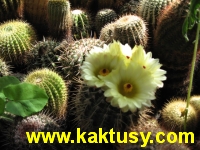 Notocactus mammulosus  20s/5