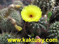 Notocactus ottonis v. vencluianus  10s/7