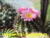 Notocactus roseoluteus 15s/5