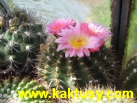 Notocactus roseoluteus 15s/5