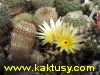 Notocactus submammulosus (krasny, nenarocny) 20s/5