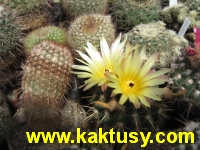 Notocactus submammulosus (krasny, nenarocny) 20s/5