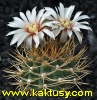 Gymnocalycium ochoterenai v. scoparium GN 98-242,Quines,SL 15s/8