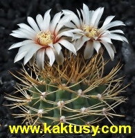 Gymnocalycium ochoterenai v. scoparium GN 98-242,Quines,SL 15s/8