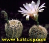 Gymnocalycium parvulum STO 521,Loma Bola,Cord. 15s/6