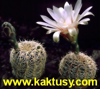Gymnocalycium parvulum STO 521,Loma Bola,Cord. 15s/6