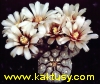 Gymnocalycium prochazkianum STO 1581,Quilino S of,Cord. 12s/24