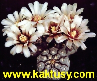 Gymnocalycium prochazkianum STO 1581,Quilino S of,Cord. 12s/24