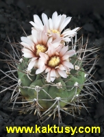 Gymnocalycium bozsingianum v. longispinum ex. Bozsing 15s/8