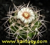 Gymnocalycium ferox STO 498, Las Charas, Catam. 15s/6