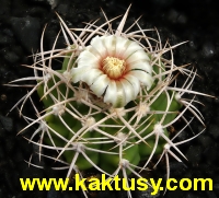 Gymnocalycium ferox STO 498, Las Charas, Catam. 15s/6