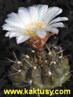 Gymnocalycium chubutense JPR 44/99,Rawson,Playa Union,Chub. 15s/6