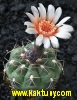 Gymnocalycium kieslingii v. ramosum STO 864, Agua Blanca-Sanagasta,La Rioja 15s/8