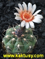 Gymnocalycium kieslingii v. ramosum STO 864, Agua Blanca-Sanagasta,La Rioja 15s/8